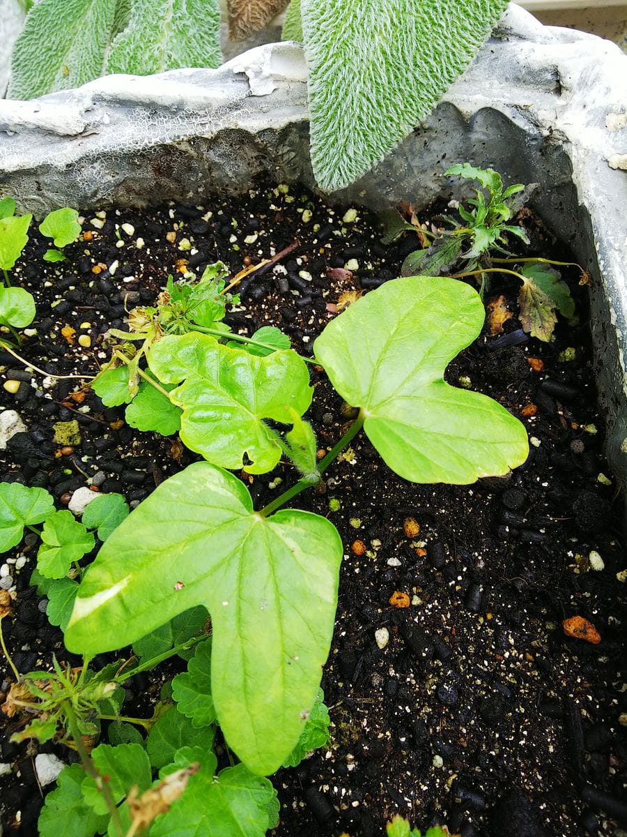 遅撒き朝顔 本葉が出てきました🌿