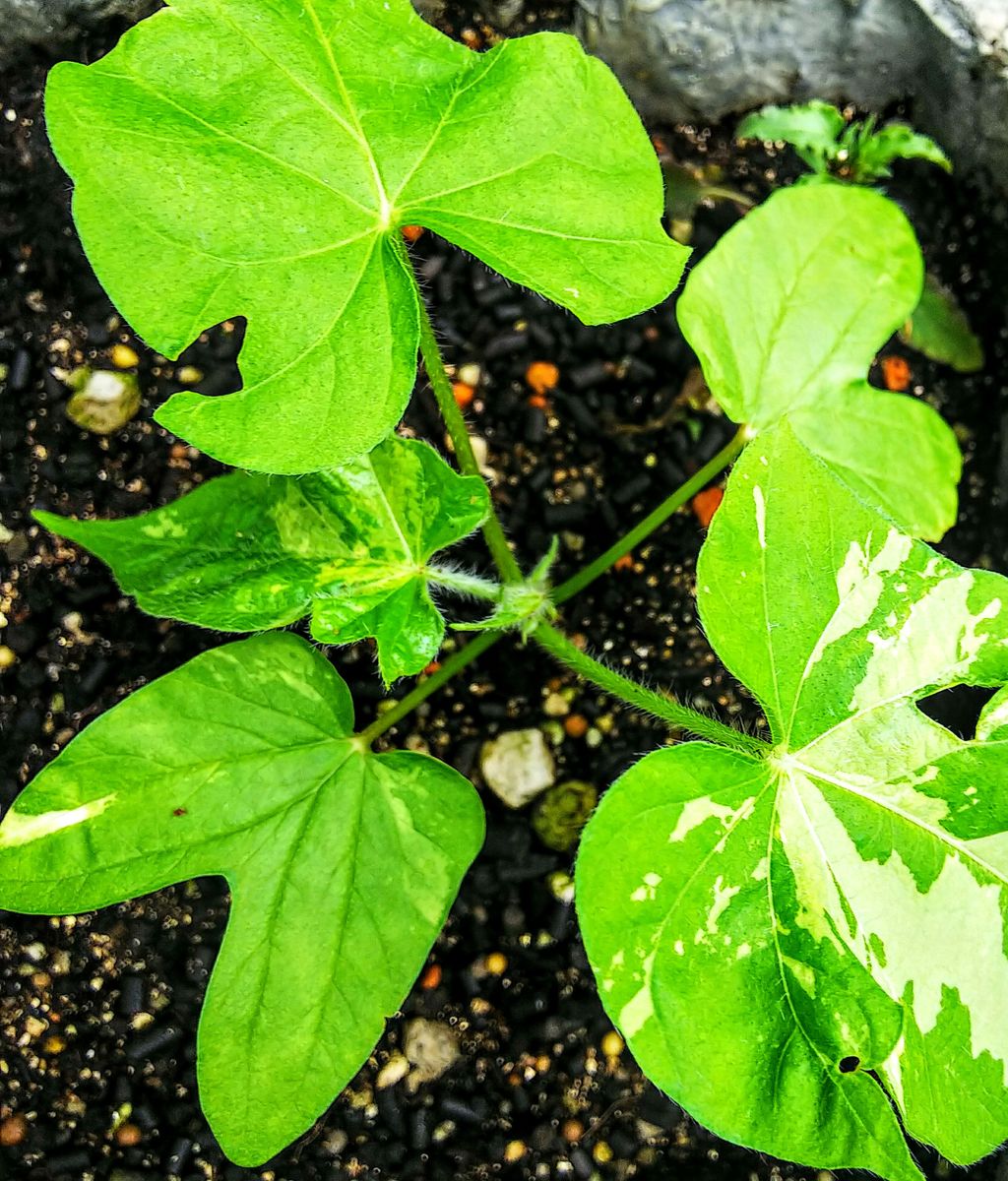 遅撒き朝顔 本葉につる芽が出てきました🌱