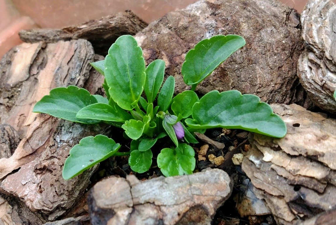 ゆめいろすみれ 花芽を発見👀