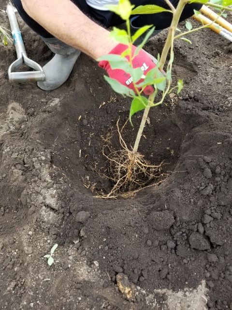 種で発芽したスモモを育てる 822/2018その④