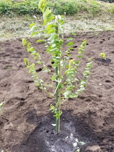 種で発芽したスモモを育てる 822/2018その⑤