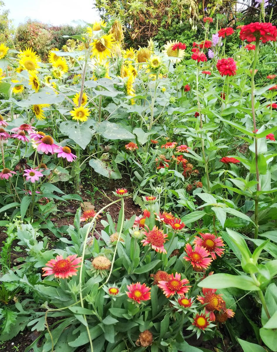 夏の花の植え替え失敗