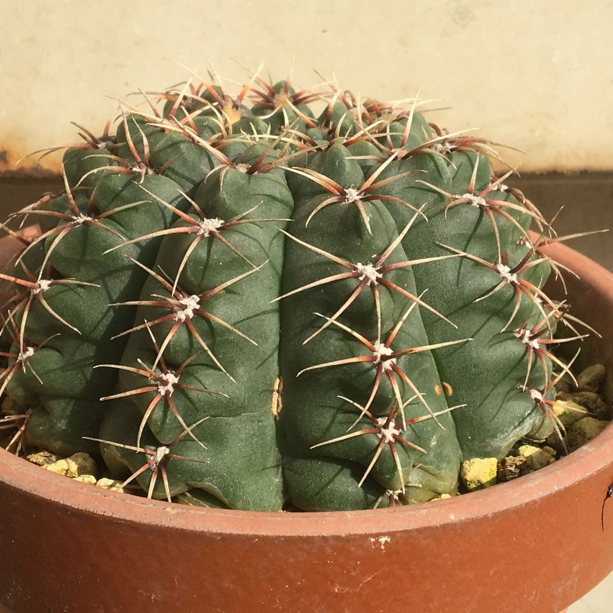 🌺✨花サボテン「緋花玉(ひかだま)」ギムノカリキウム属 🌵 外見上なんの変化も無し