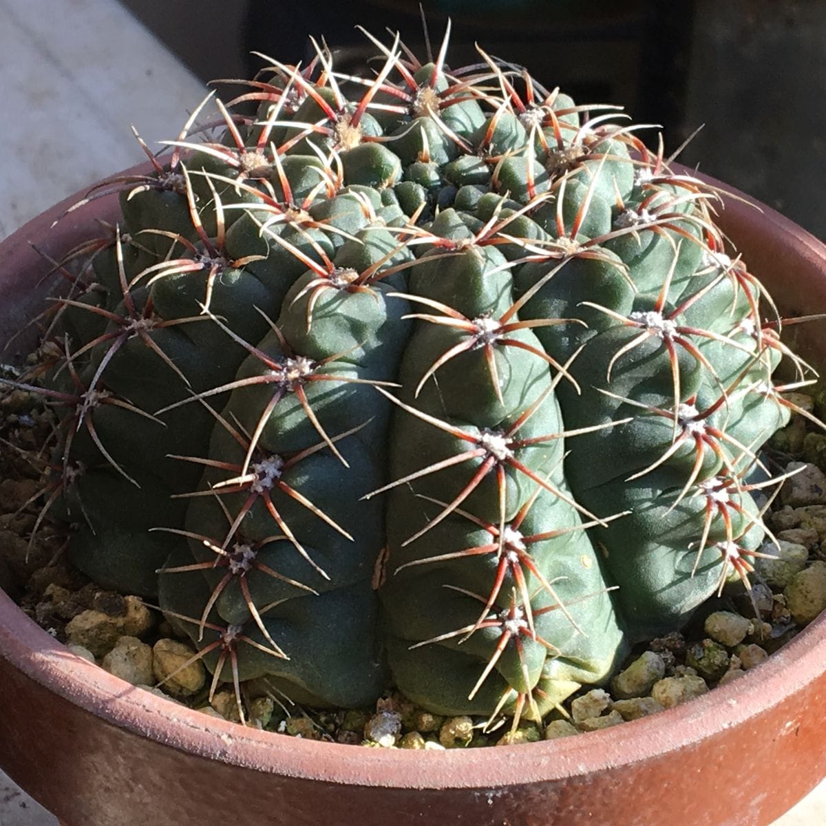 🌺✨花サボテン「緋花玉(ひかだま)」ギムノカリキウム属 🌵気温が低くなり少しシワが寄っ