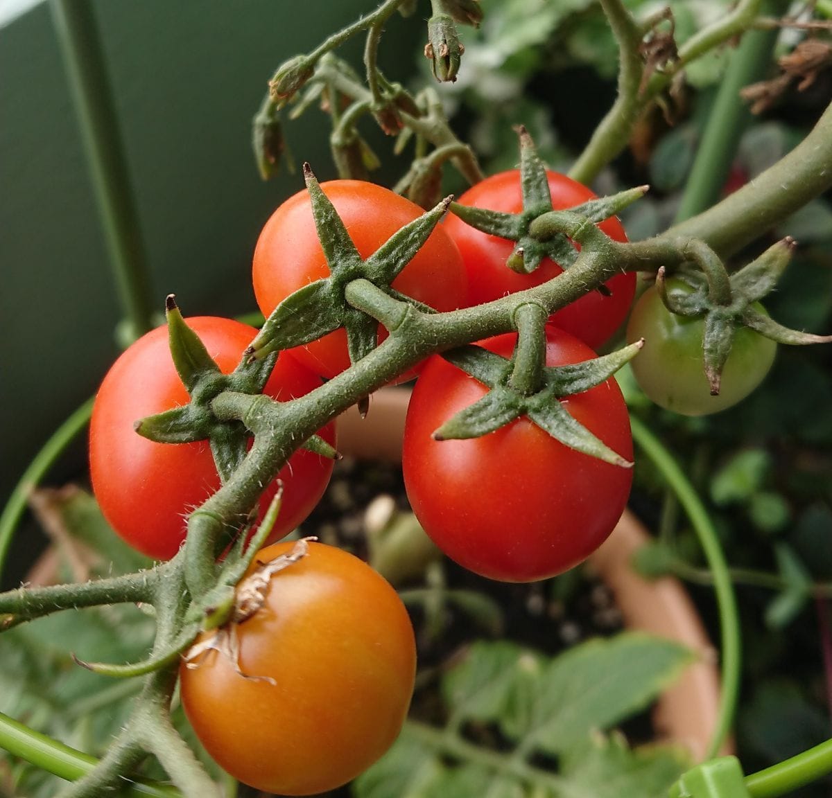 悲しい初収穫 ドワーフトマト プリティベル そだレポ みんなの趣味の園芸