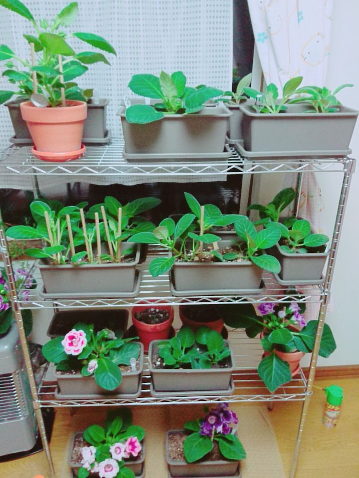 つい増やしてしまいます。 モリモリ↗️🌱