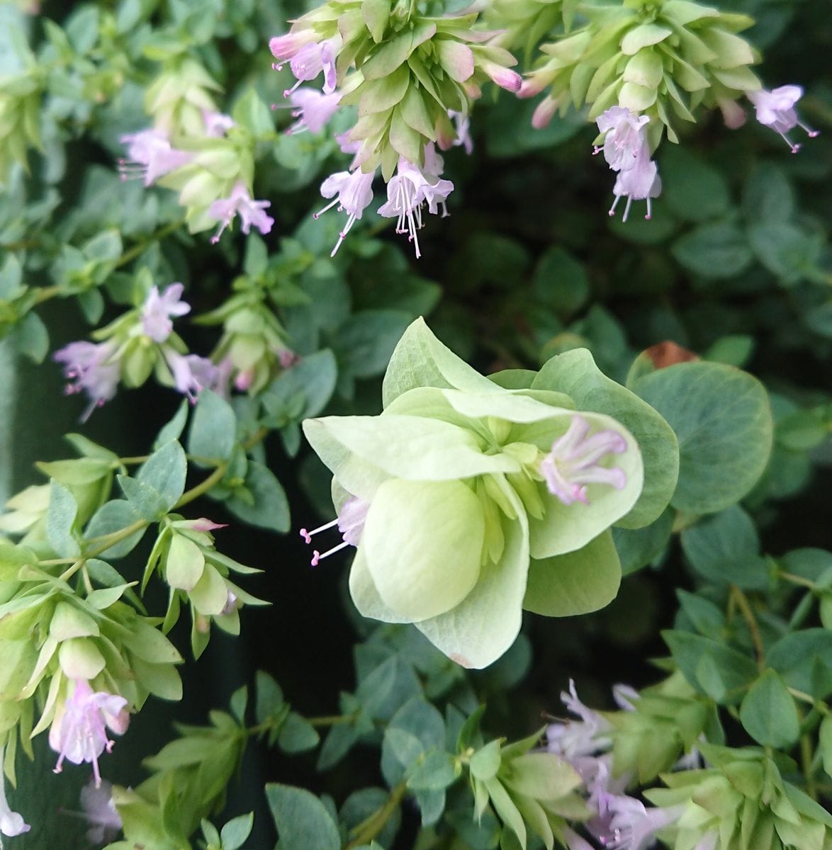 花オレガノ　ロタンダフォーリア 開花