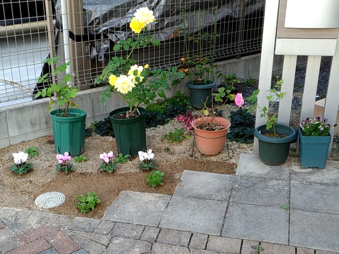 早蒔き(６月)ビオラの成長 玄関横の小さな花壇に定植