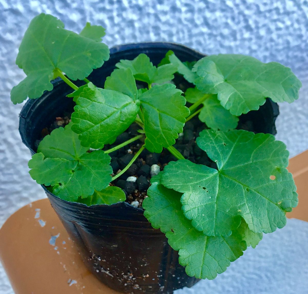 種播きで育成マロウの花🌼 本場も増えました🌿