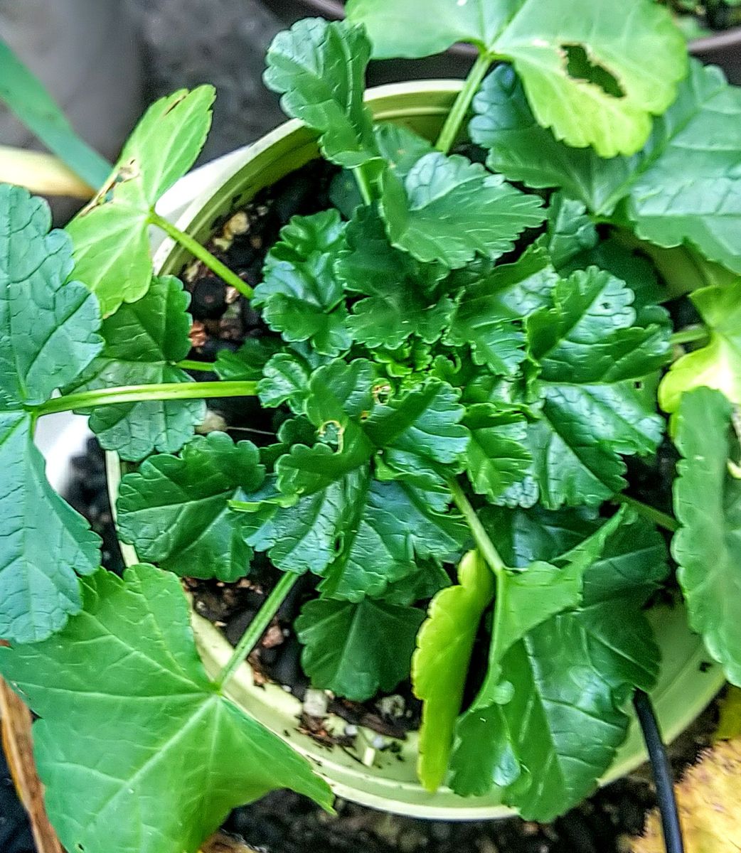 種播きで育成マロウの花🌼 冬越しの準備です🌿