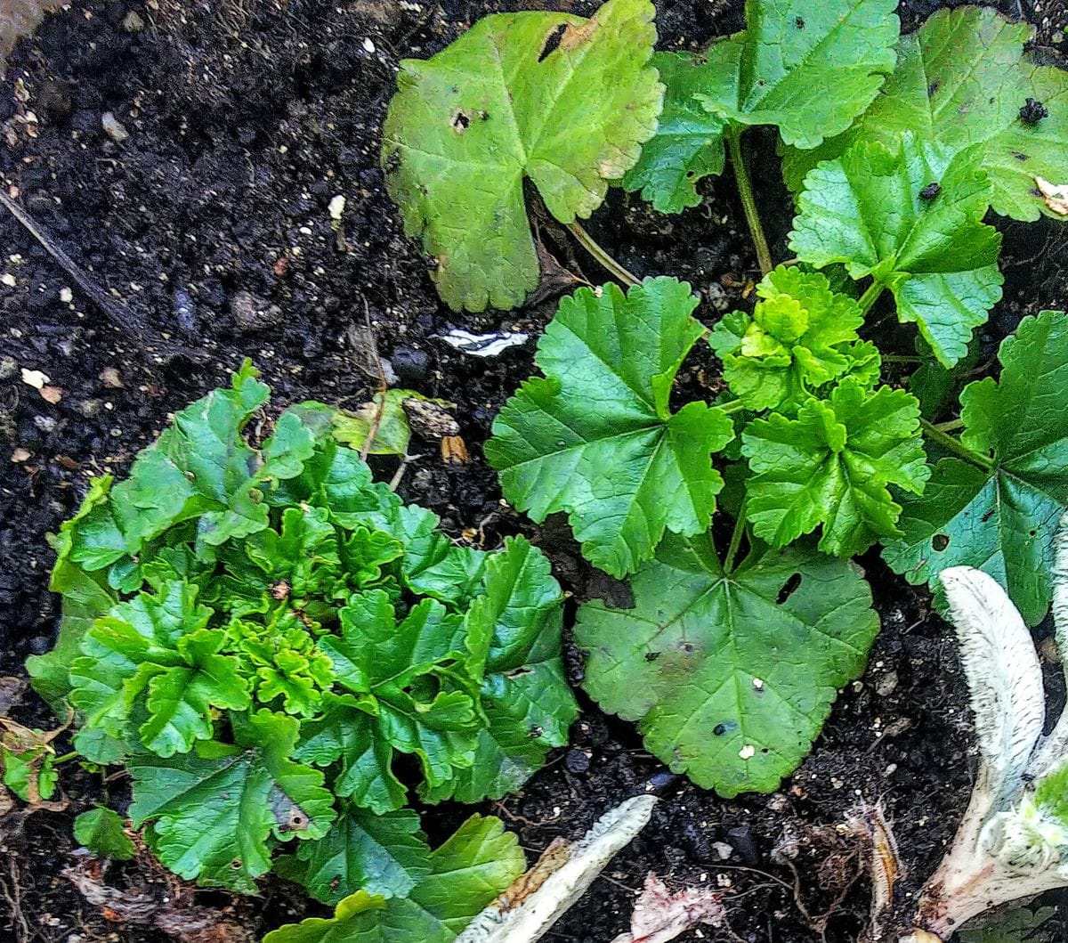 種播きで育成マロウの花🌼 翌年3月葉っぱを付けて冬越ししました🌿