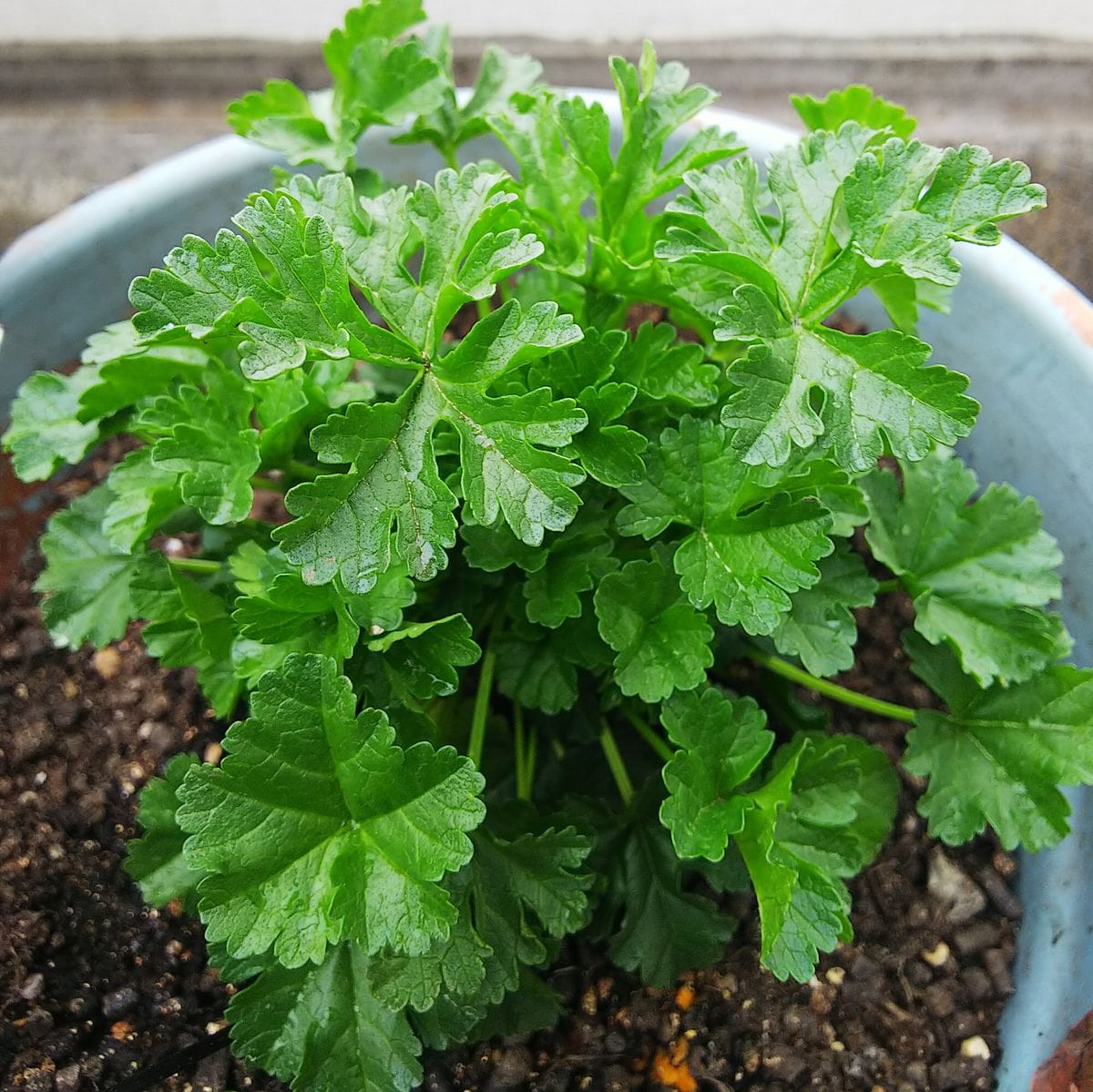 種播きで育成マロウの花🌼 5月に入り株が大きくなりました🌿