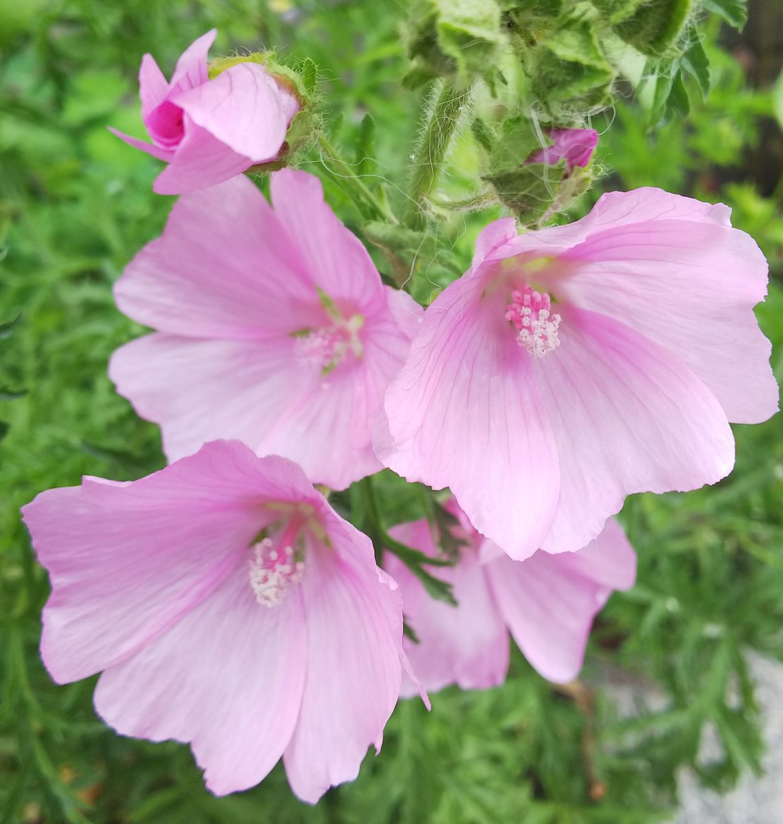 種播きで育成マロウの花🌼