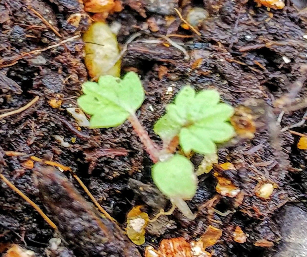 種播きで育成ポテンティラ💙8月下旬その① 小さな本🌿葉💙9月中旬