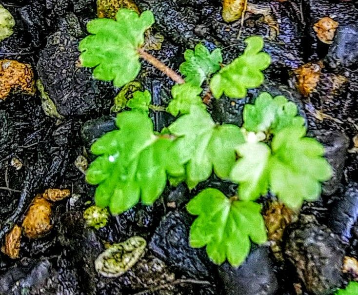 種播きで育成ポテンティラ💙8月下旬その① 本葉🌿は増えましたが😅