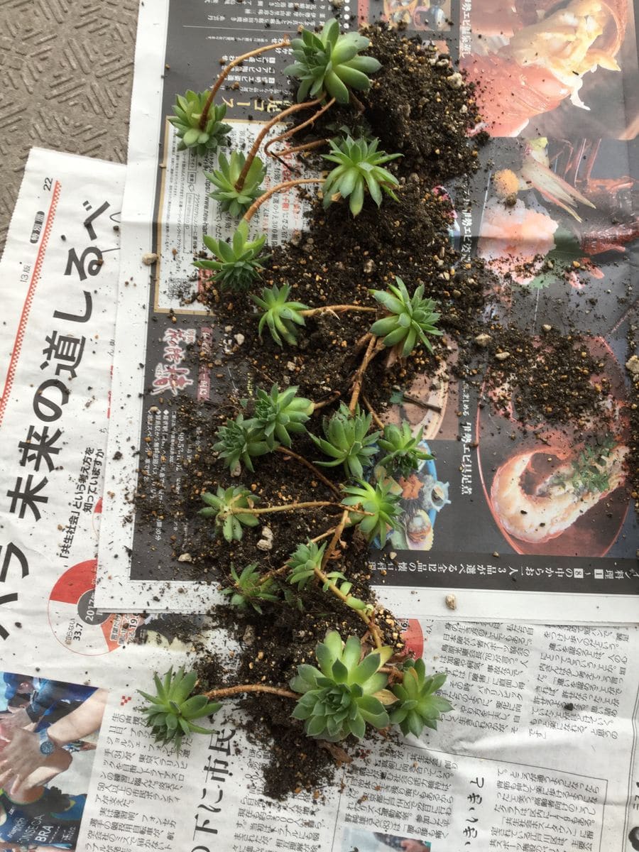 センペルビウム  (クラクフ 2世) 植え替えのため掘り起こしました。