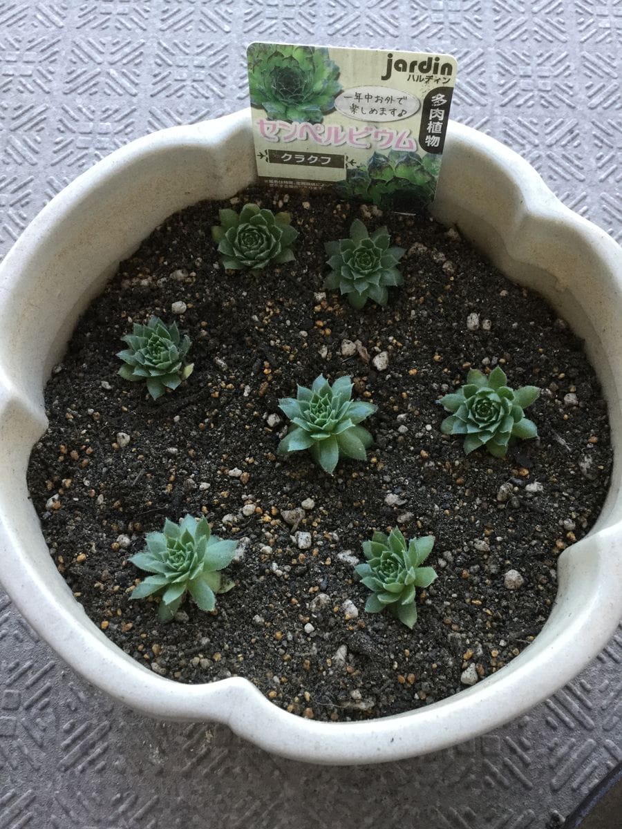 クラクフ センペルビウム sempervivum 多肉-