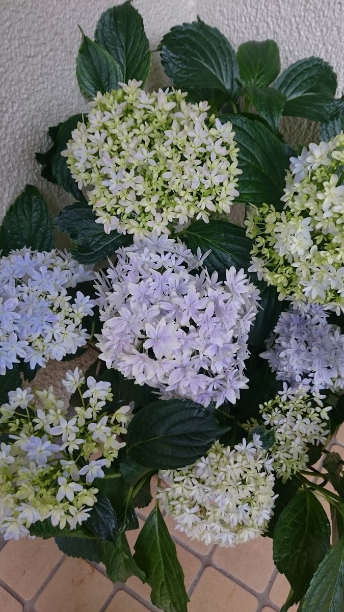 復活なるか、万華鏡 開花が続く❗