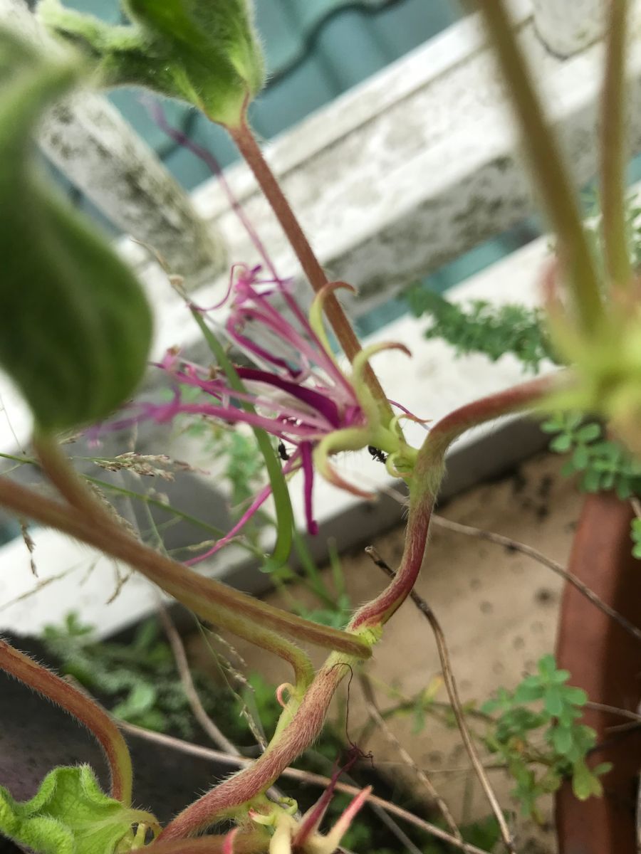 変化朝顔の開花 翌日の同じ花