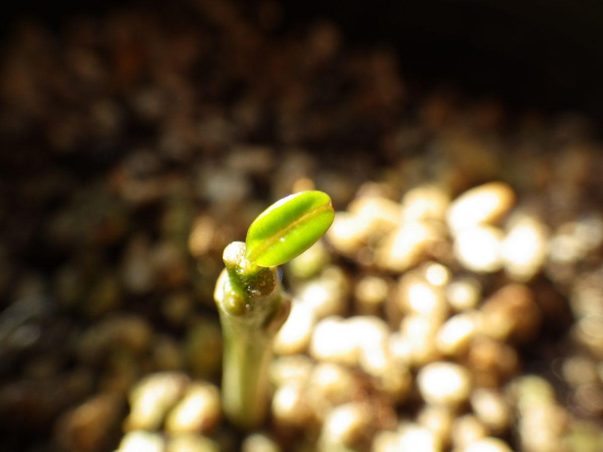 種からプルメリア…再挑戦！ 植え付けから3カ月その３