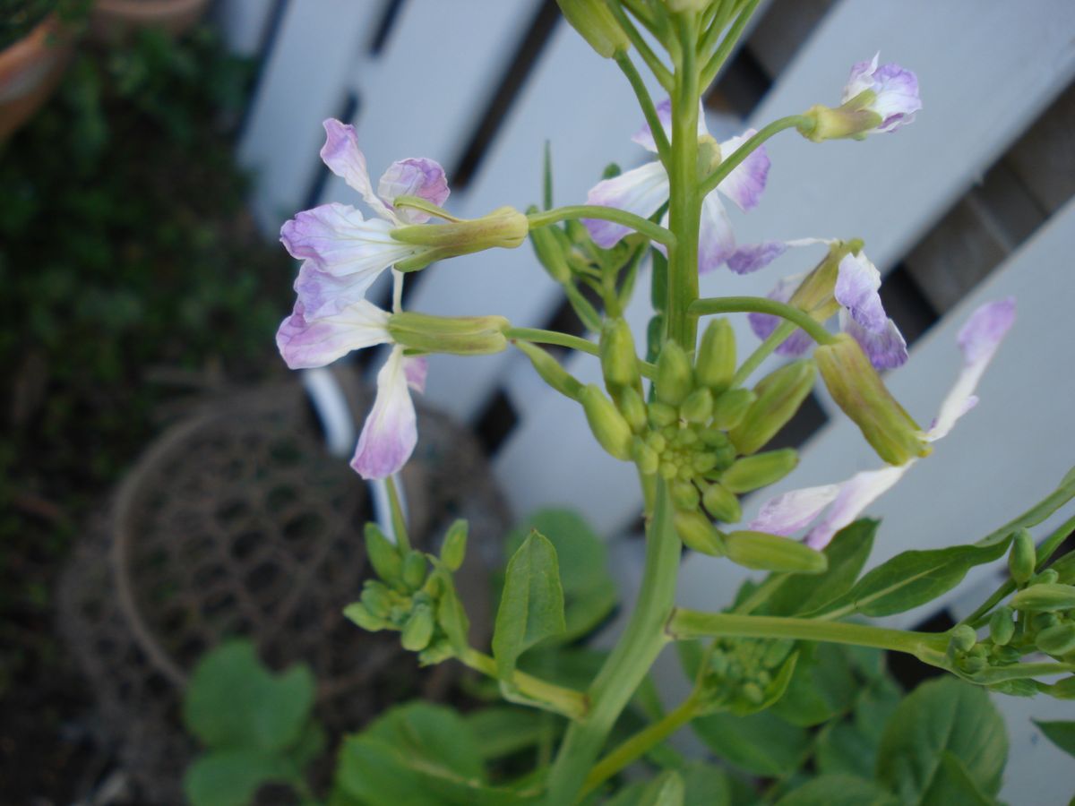 2018年　初見で源助大根の栽培　👀💦 花咲きました🌸　最終章