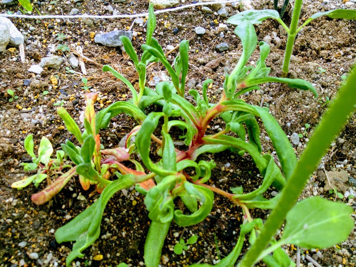 リビングストンデージーを種から栽培 育ち盛りのリビングストンデージー
