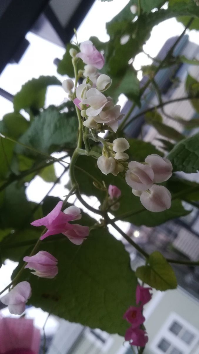 憧れのアサヒカズラ 花が可愛い