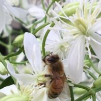 fin 初めての仙人草 栽培経過 2018 ミツバチのお仕事