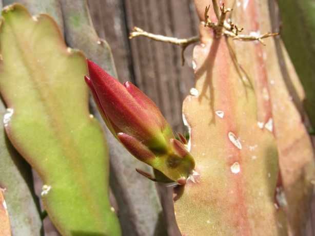 オランダカクタス　「 京 花 火 」 花芽