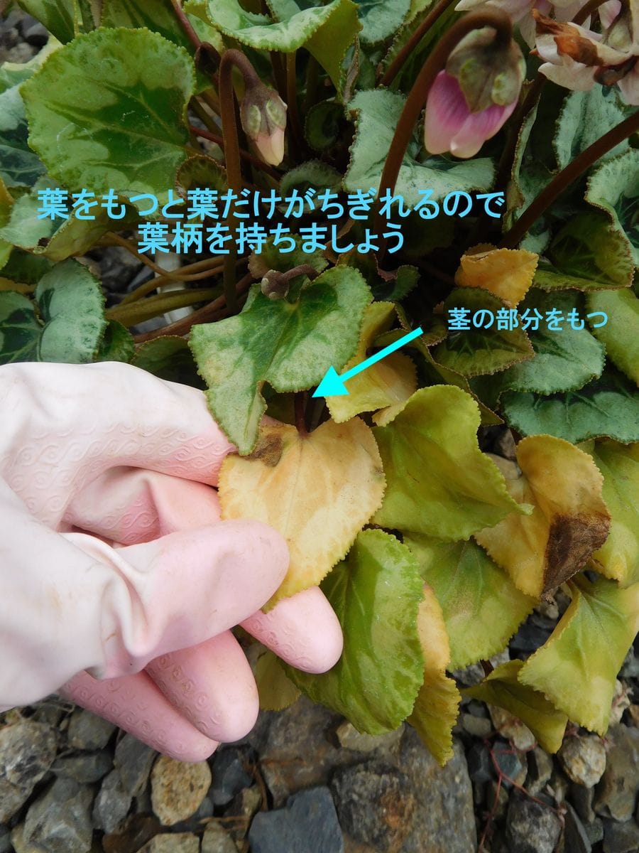 非休眠で夏越しのシクラメンを植え替えます 古葉、どこまでとる？