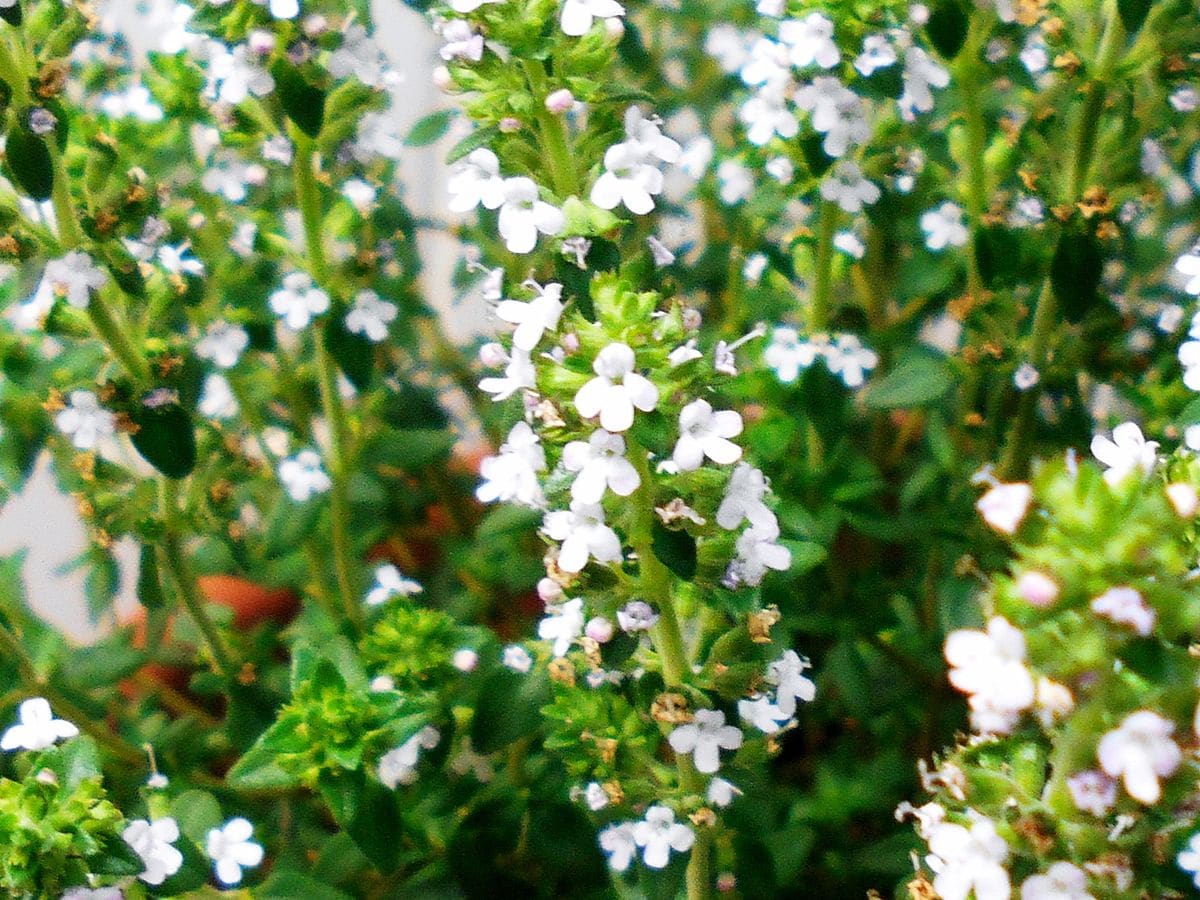 コモンタイムを種から育てる（ハーブ栽培） 花盛り（385日目）