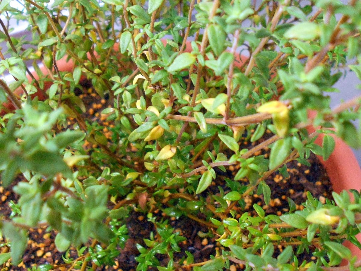 コモンタイムを種から育てる（ハーブ栽培） 植え替え（163日目）