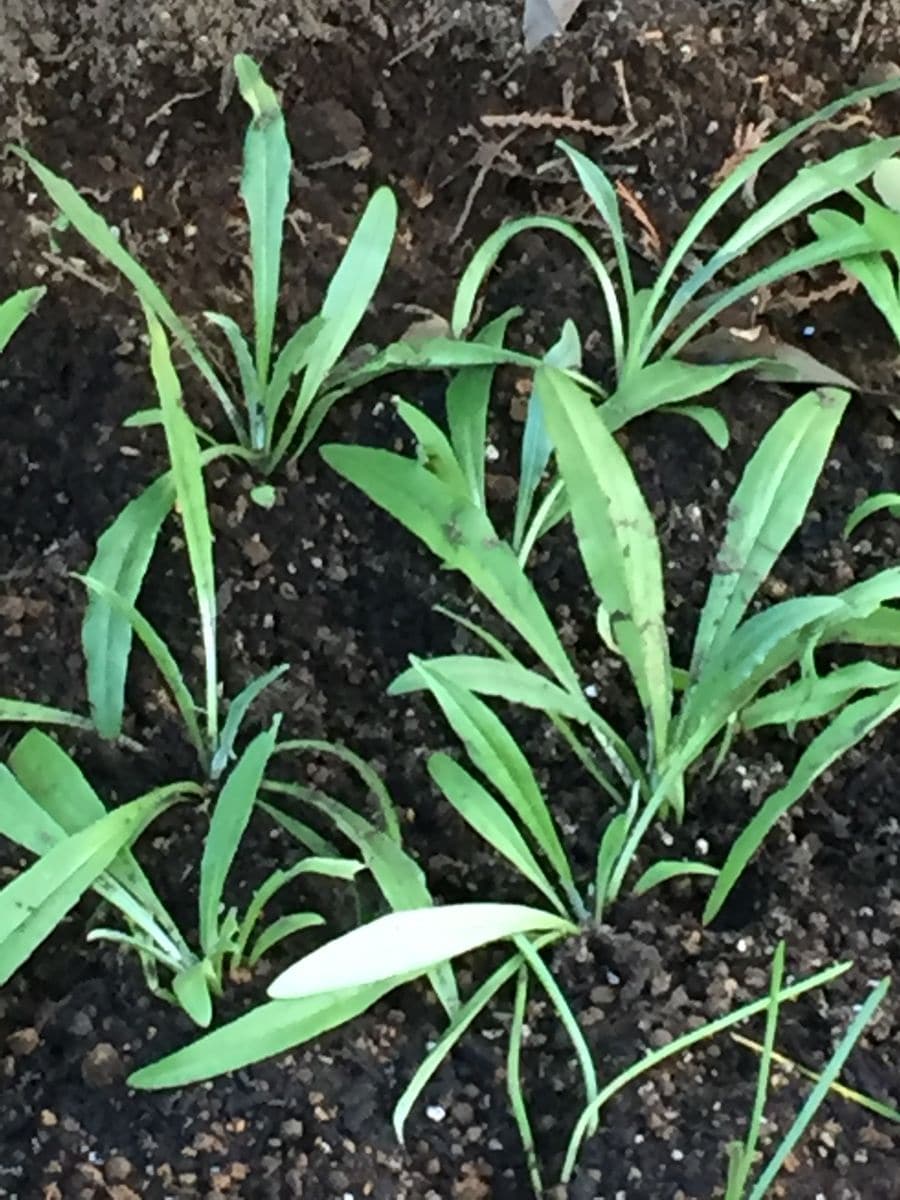 矢車菊撒いてみました🌱 花壇に植え込んでみました✨