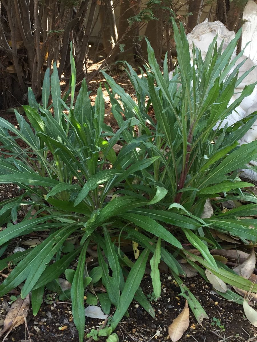 矢車菊撒いてみました🌱 随分のびました(^^)