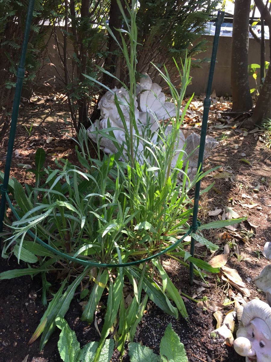 矢車菊撒いてみました🌱 更にのびてきています(^o^)