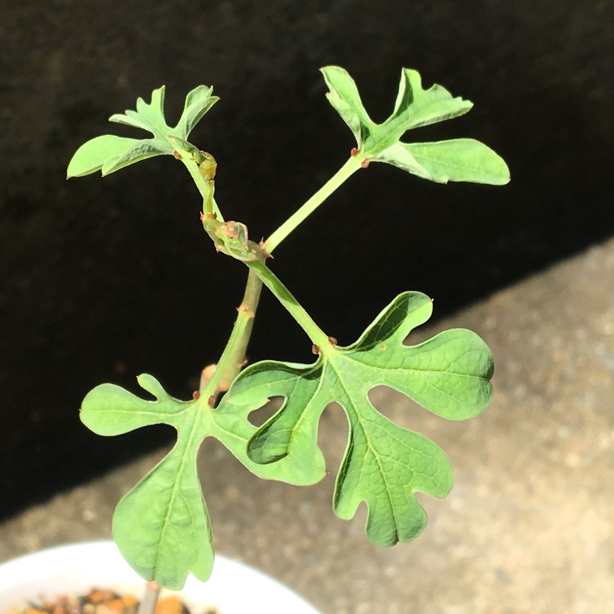 ☘️🍠アデニア属ラケモサ「栽培実験」 ☘️ 弱々しい葉だが・・・