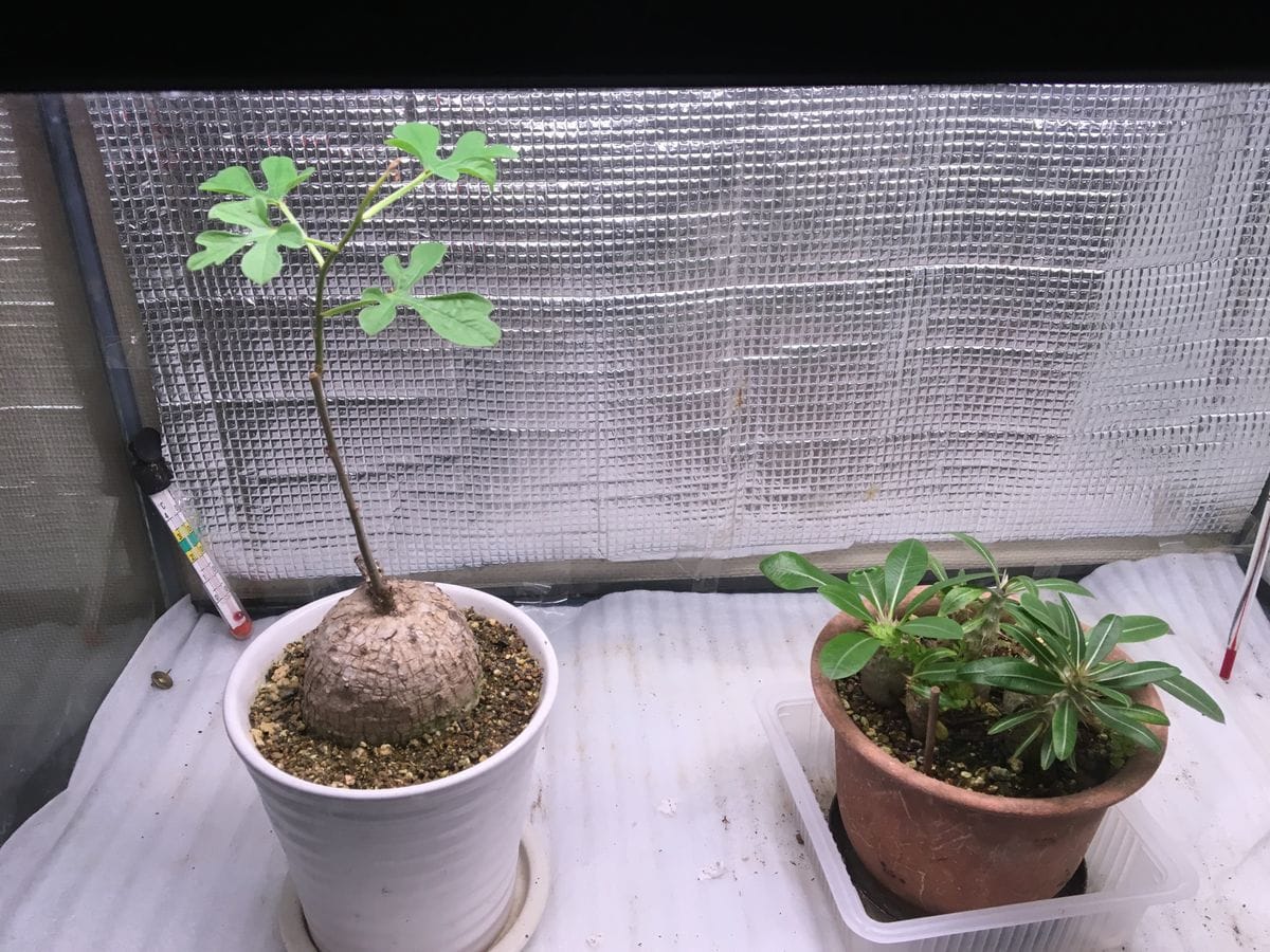 ☘️🍠アデニア属ラケモサ「栽培実験」 🍠パキポディウム寄せ植えと共に収容