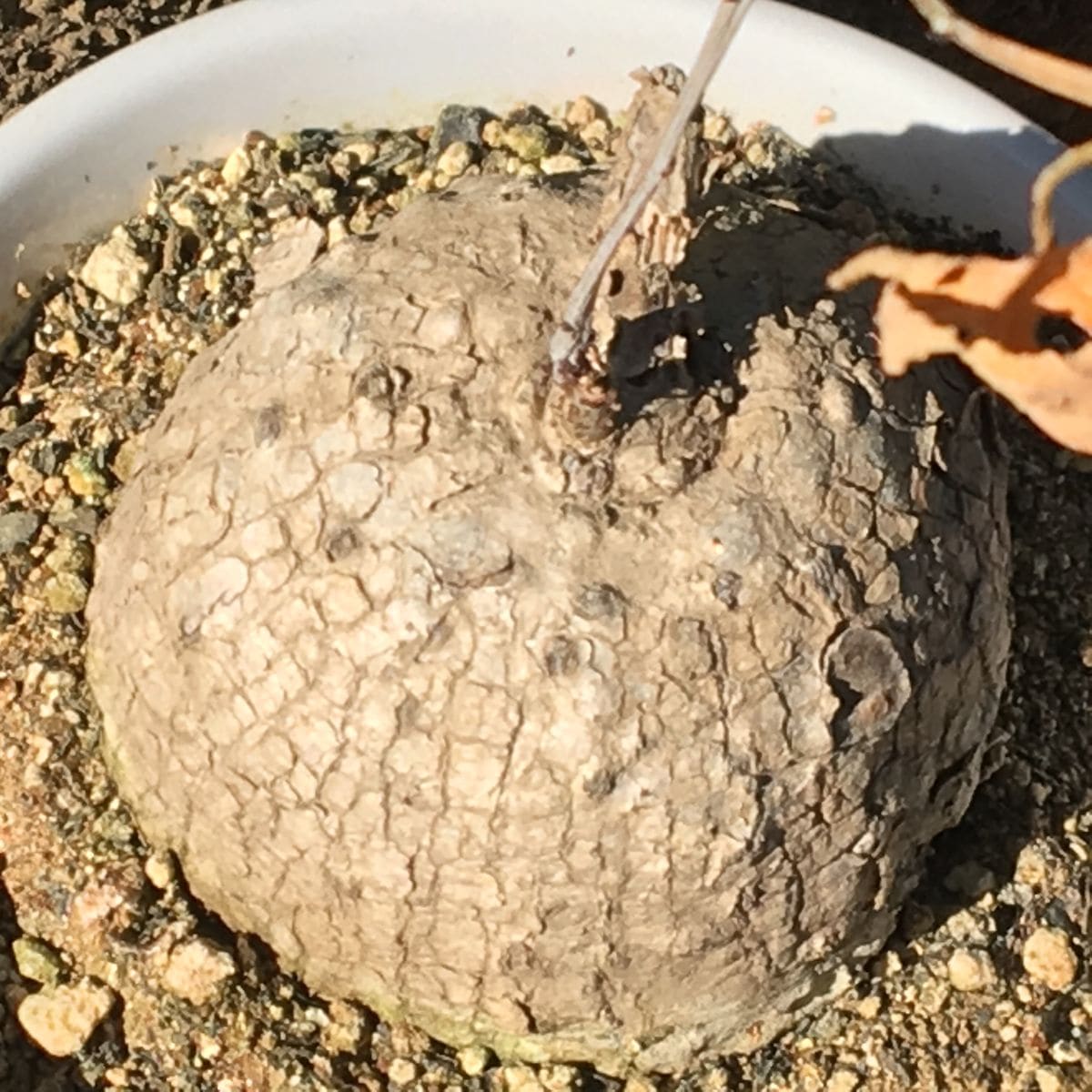 ☘️🍠アデニア属ラケモサ「栽培実験」 ☀️🌵🎶晴れた日は日光浴