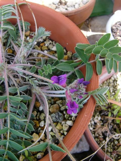 レブンソウ；Oxytropis megalantha 開花