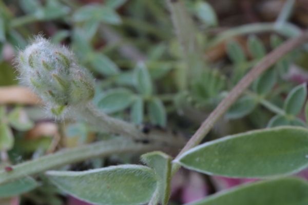 レブンソウ；Oxytropis megalantha 蕾が上がってきたか