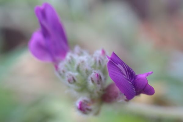 レブンソウ；Oxytropis megalantha 開花が進みつつあります