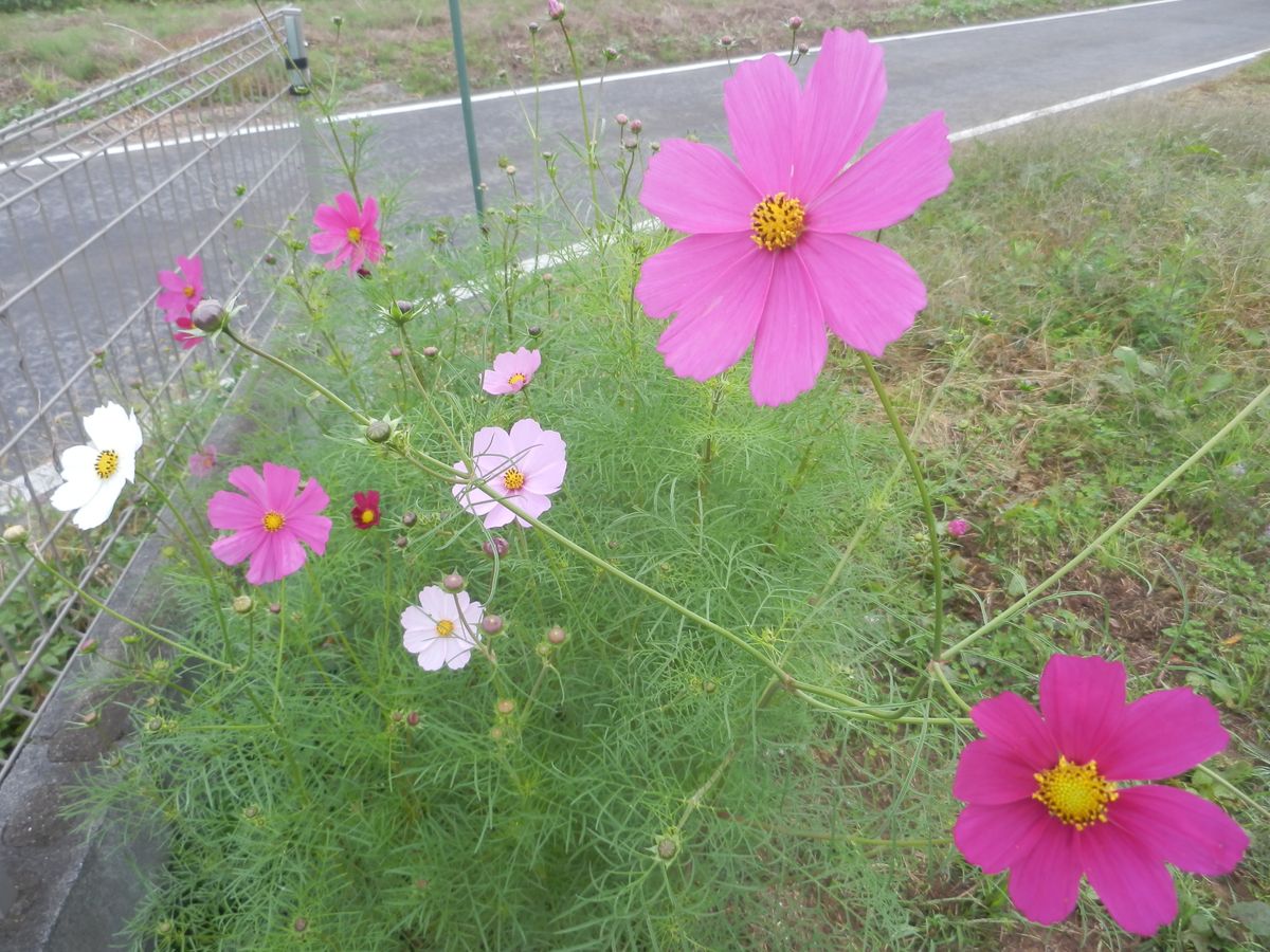 コスモス４３日目で開花 ５４日目