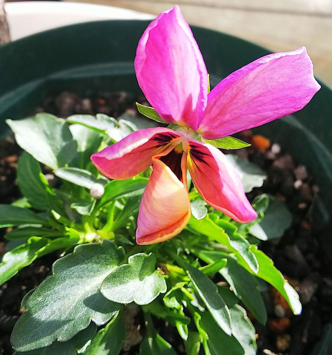 ビオラの種まき（10月中旬） 開きかけの花