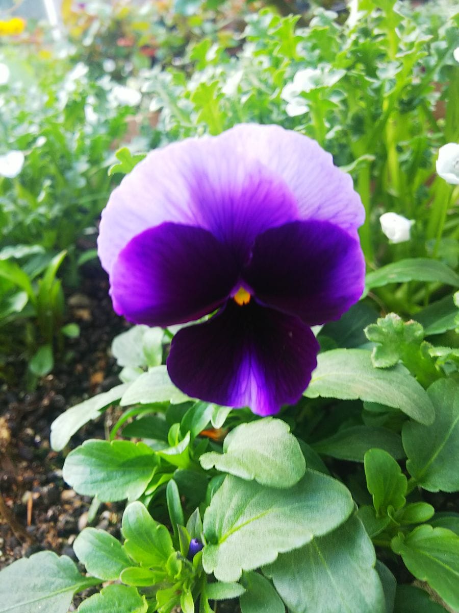 ビオラの種まき（10月中旬） 紫💜の花