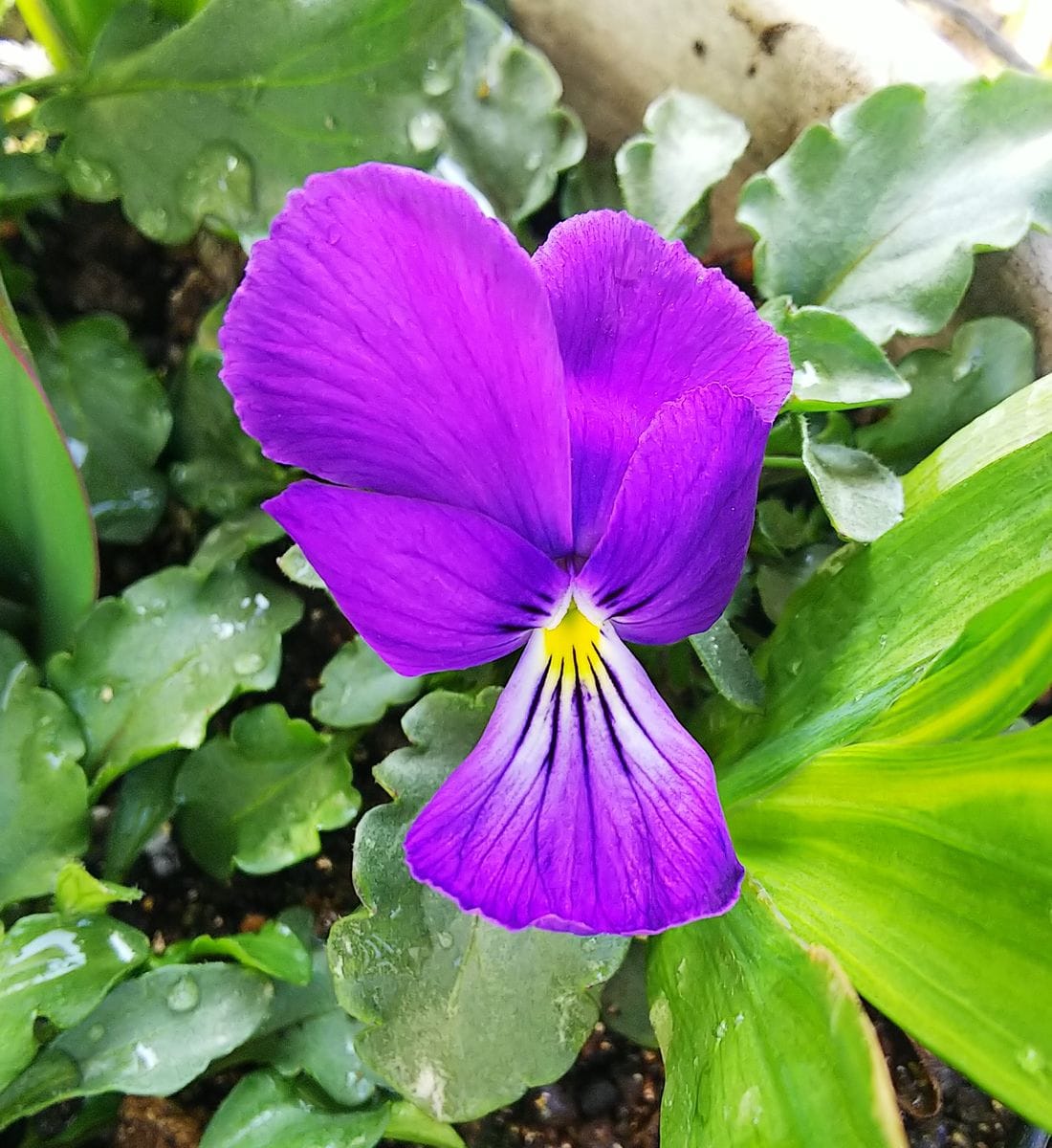 ビオラの種まき（10月中旬） ツタンカーメン💜一番花