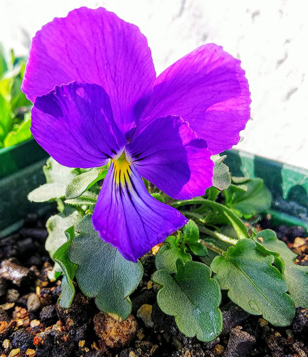 ビオラの種まき（10月中旬） ツタンカーメン二つ目の花