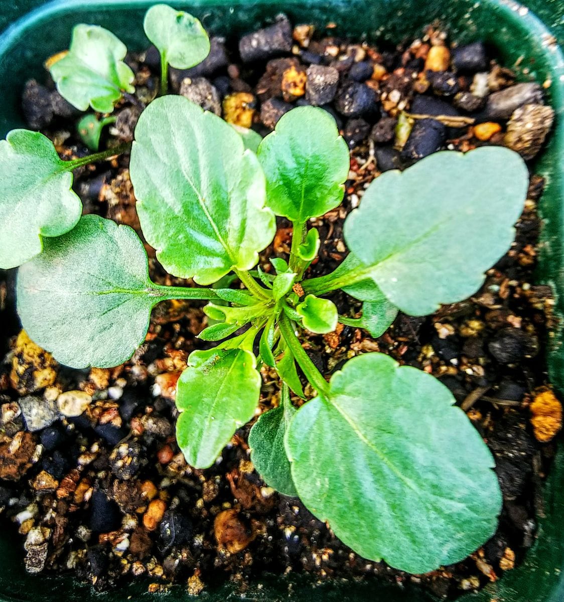 ビオラの種まき（10月中旬） 11月下旬植え替えました🌿