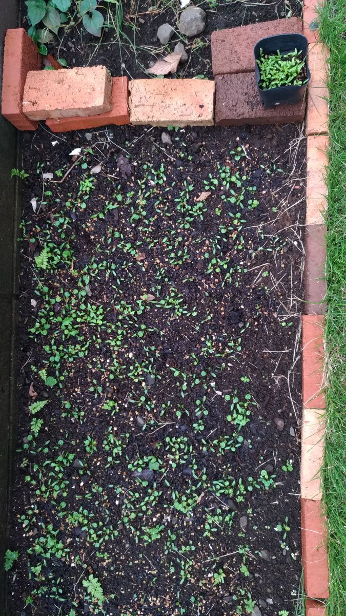 ダイコンドラの育て中 庭植え一ヶ月後の生育状況(場所a)