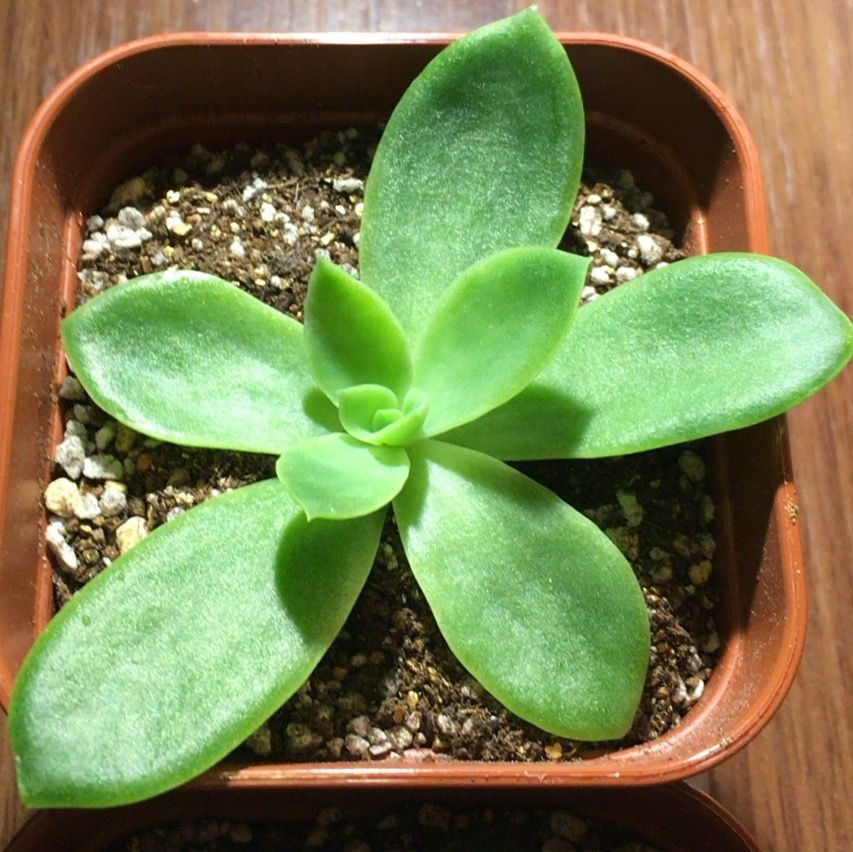 ゴールデングローの挿し芽と葉挿し 植え付けました