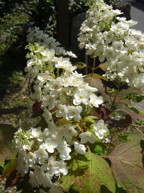 カシワバアジサイの開花に挑戦中 開花完了２